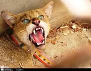 گربه وحشی در حمله به یك مرغداری در دزفول یكصد قطعه مرغ را تلف كرد