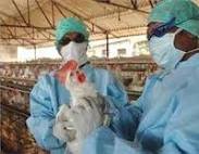 اجرای طرح پایش آنفلوآنزای طیور در بردسیر