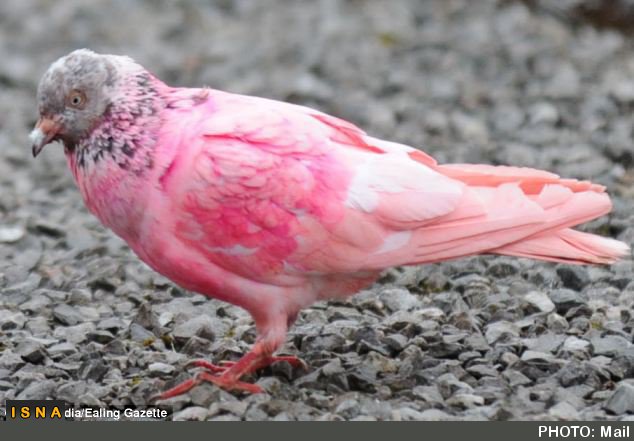 پرنده شناسان انگلیسی و معمای «کبوتر صورتی» + عکس