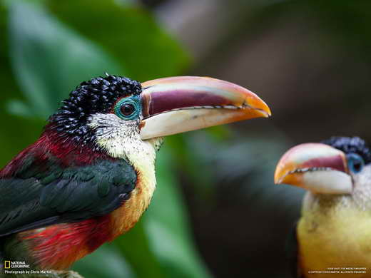 مرغ رنگین‌کمان / عکس