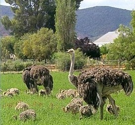 صدور مجوز پرورش شترمرغ در شمال ممنوع است
