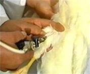 طرح پایش طیور به مدت يك‌ماه در اردبيل ادامه خواهد داشت