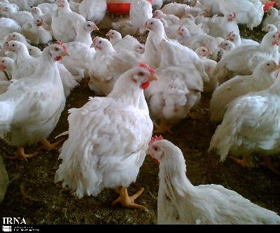 مذاكره اتحادیه مرغداران با بانك مركزی