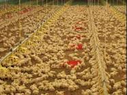 تولید 300 هزار قطعه جوجه در مازندران