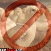 به دنبال شیوع آنفولانزا ؛ فیلیپین واردات از هلند را ممنوع اعلام کرد!