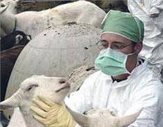 تعرفه خدمات غیردولتی بالینی و آزمایشگاهی دامپزشکی سال 91 ابلاغ و منتشر شد / تعرفه خدمات دامپزشکی حیوانات خانگی مشمول توافق است