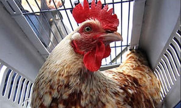 پژوهشگران اصفهانی موفق به تغییر جنسیت جوجه مرغ شدند