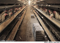 مشكلات مرغداران اصفهاني در جوجه‌ريزي