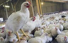 مرغ ارزان شد ؛مرغداران هم رها شده‌اند/ نهادی برای ذخیره‌سازی مرغ مازاد پیش‌قدم نمی‌شود