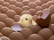 تخم مرغ‌هایی که خروس می شوند