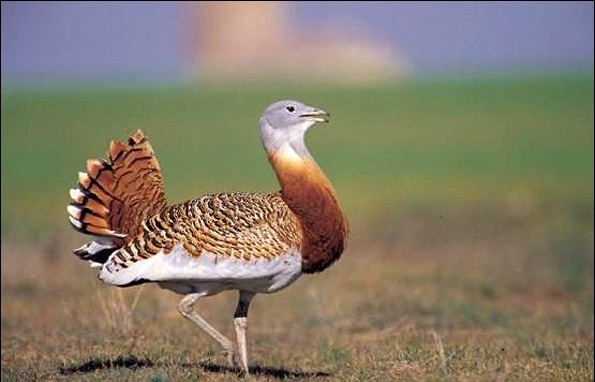 میش مرغ در فهرست سرخ اتحادیه جهانی حفاظت/ مرکز تحقیقات راه اندازی شود