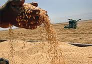 31 هزار دلار خوراک طیور از خراسان جنوبی به تاجیکستان صادر شد