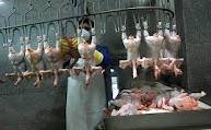 صدور مجوز تأسیس 84 کشتارگاه صنعتی طیور در کشور