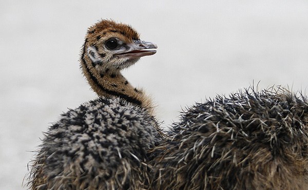 توليد 7 هزار قطعه جوجه شتر مرغ در خراسان جنوبي