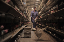 70 درصد مرغداری‌های استان البرز فعال هستند