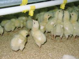 افزایش 20 درصدی تولید جوجه یک روزه بومی در فارس