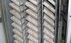 توليد 30 هزار تن تخم مرغ در فارس