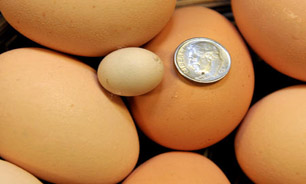 مرغ چینی رکوردار شد !