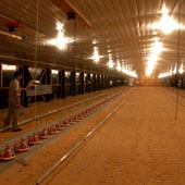 پافشاری نهادۀ خصوصی برای اختصاص کمک های دولتی به مرغداران هندی