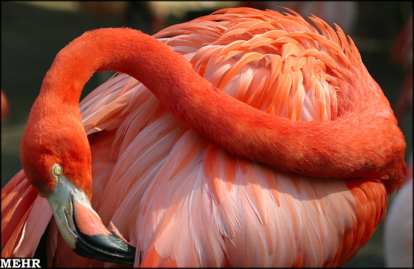 آغاز مهاجرت مرغ آتشی به سواحل استان هرمزگان