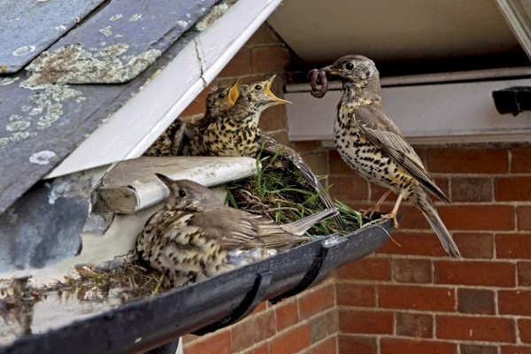 تصاویر / مادر و جوجه های گرسنه