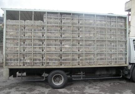 صدور کد رهگیری برای خودروهای حامل طیور/ تمام کشتارگاه‌های سنتی تعطیل شد