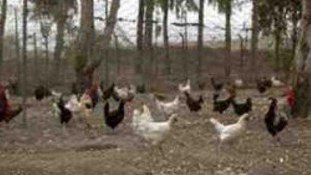 اجرای 140 طرح پرورش مرغ بومی در هیرمند