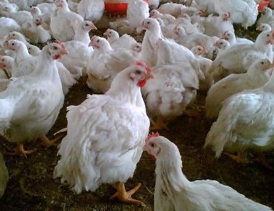 تحليل ساختار هزينه و صرفه هاي ناشي از مقياس صنعت پرورش مرغ گوشتي (مطالعه موردي استان كردستان)