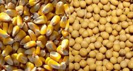 عرضه 100 هزار تن سویا و ذرت یارانه‌ای به مرغداران