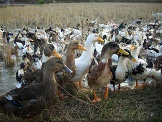 پایش مولكولی تحت تیپ‌های ویروس آنفلوانزای پرندگان در اردك‌های بومی: یك مطالعه استانی