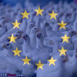 اتحادیۀ اروپا وارد کنندۀ محصولات مرغداری روسیه می شود