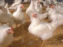 بهره برداری از مرغداری گوشتی 20 هزار قطعه ای در کمیجان