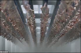 تعداد کشتارگاه های صنعتی دام و طیور از مرز 300 جایگاه گذشت