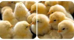 200 میلیون جوجه ریزی در دو ماه آخر سال برای تامین نیاز شب عید