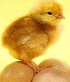 افزایش تقاضا برای جوجۀ یک روزه