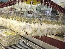 هيچ كشتارگاه سنتي طيوردركشوروجودندارد