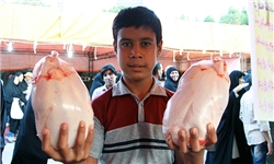 825 تن مرغ منجمد در خراسان جنوبی توزیع شد