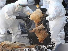 شانزده مورد بيماري آنفلوآنزاي مرغي در چين شناسايي شد