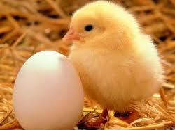صادرات جوجۀ یک روزه و تخم مرغ نطفه دار از امریکا به روسیه