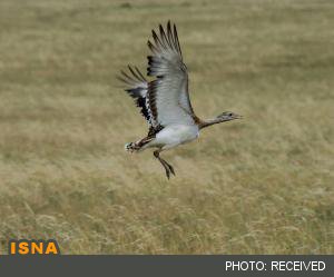 سنگین‌ترین پرنده جهان چگونه خود را گرم ‌می‌کند؟