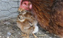 جوجه‌ای با 4 پا در سوادکوه متولد شد!