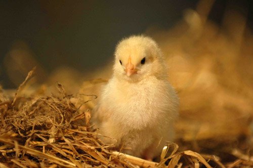 ارز مورد نیاز صنعت مرغداری تأمین شود/ قیمت جوجه یک‌روزه 700 تومان