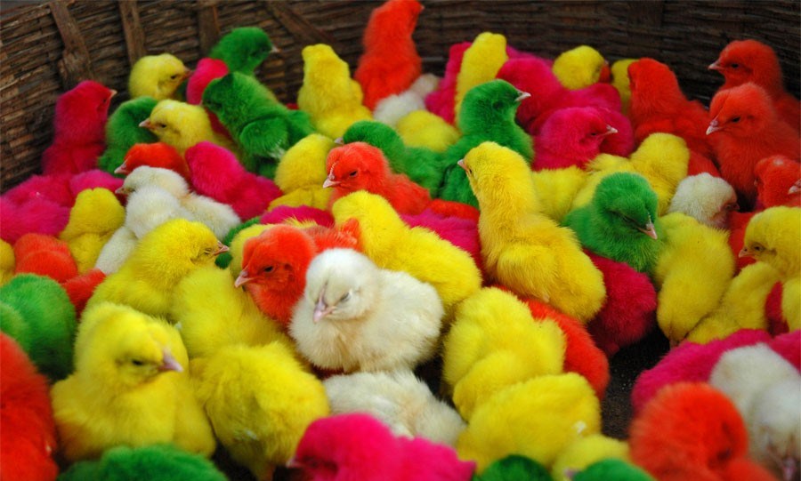 جوجه‌های رنگی را در خانه نگه ندارید