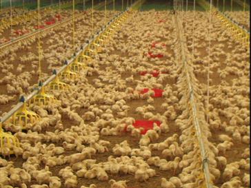 جوجه ريزي واحدهاي مرغداري گوشتي در شهرستان نطنز