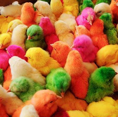 نگهداری جوجه های رنگی خطر ابتلا به بیماری های گوارشی را در پی دارد