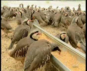 افتتاح یک واحد پرورش بلدرچین تخم گذار در سیرجان