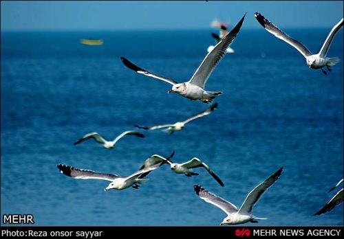 مرغان دریایی