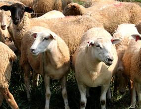 واکنش دامپزشکی به خبر ورود دام آلوده به کشور