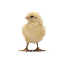 تولید 26 میلیون جوجه یک‌روزه در مازندران