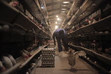 نهاده بفروشید تخم‌مرغ ذخیره کنید!